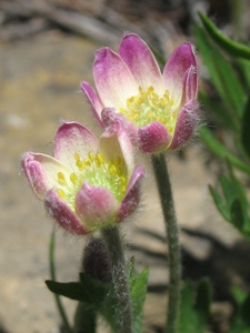 Anemone multifida var. globosa